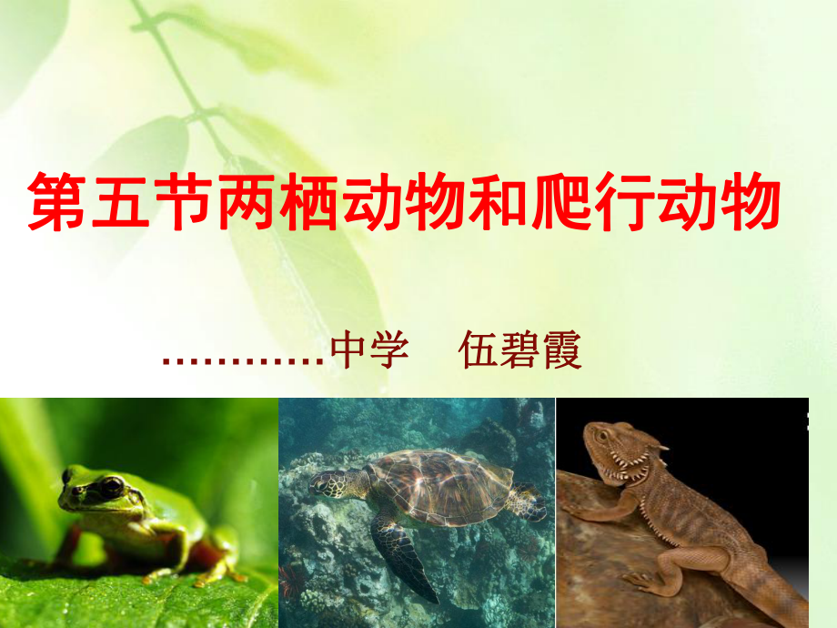 两栖动物和爬行动物　课件.ppt_第1页