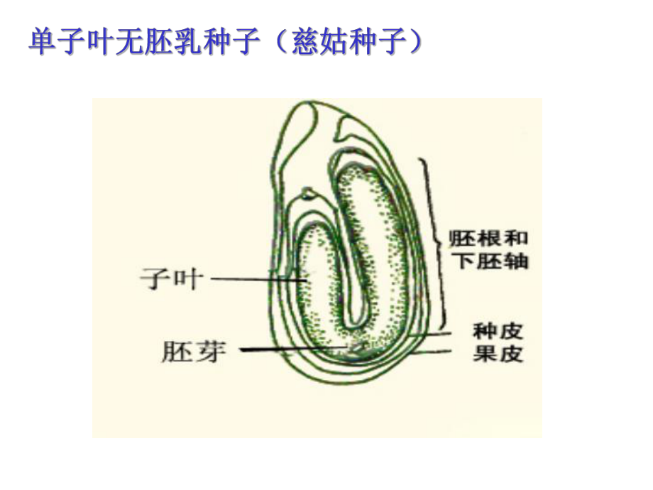 蓖麻种子解剖图图片