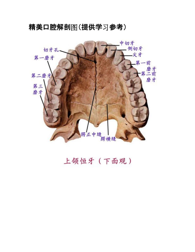 【口腔医学总结】精美口腔解剖图（提供学习参考）_第1页