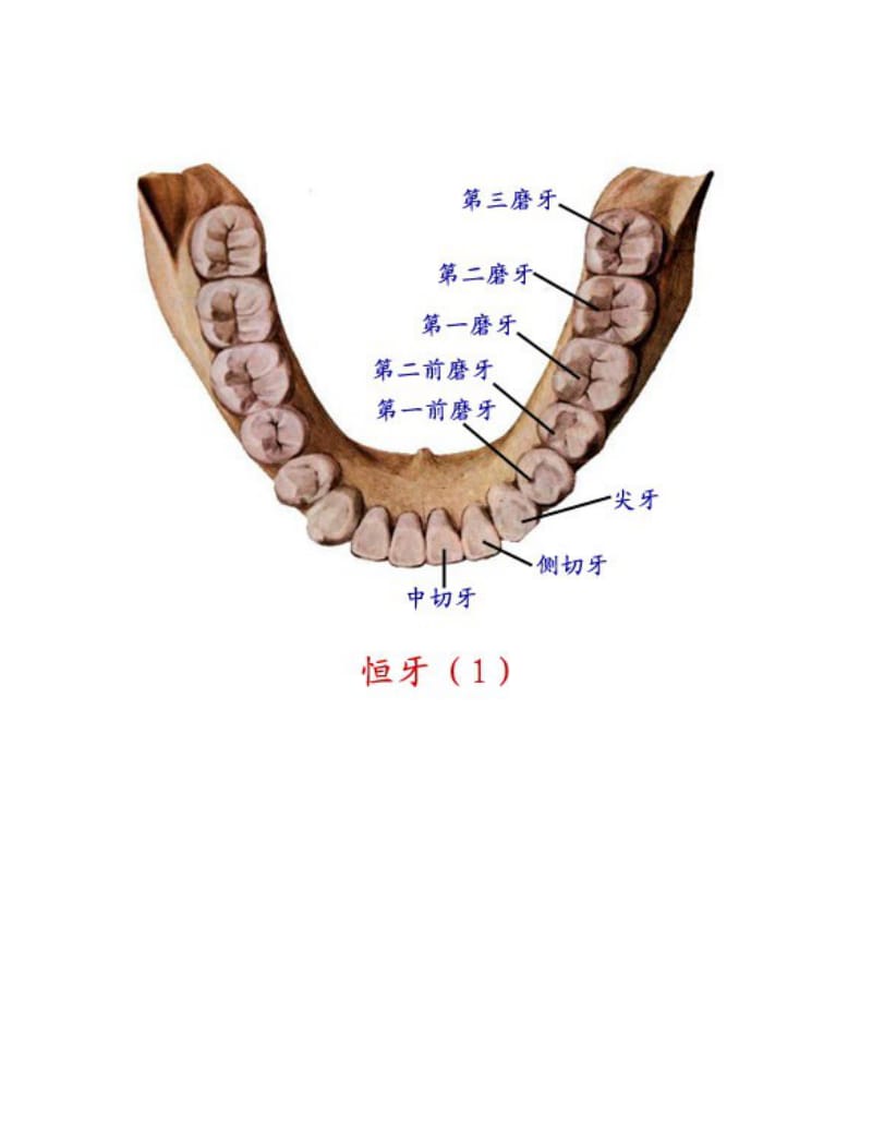 【口腔医学总结】精美口腔解剖图（提供学习参考）_第2页
