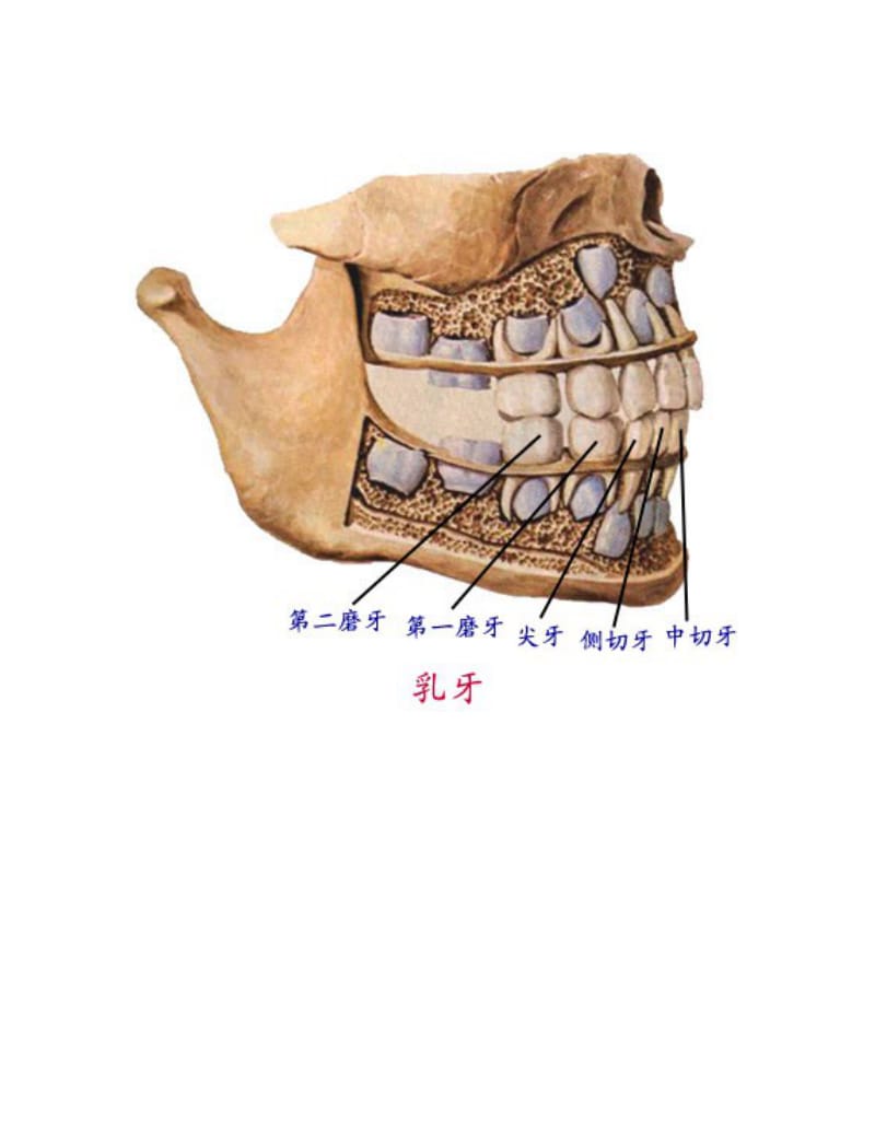 【口腔医学总结】精美口腔解剖图（提供学习参考）_第3页