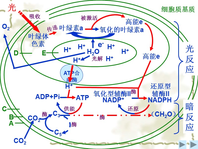 《光合作用的过程》PPT课件.ppt_第3页