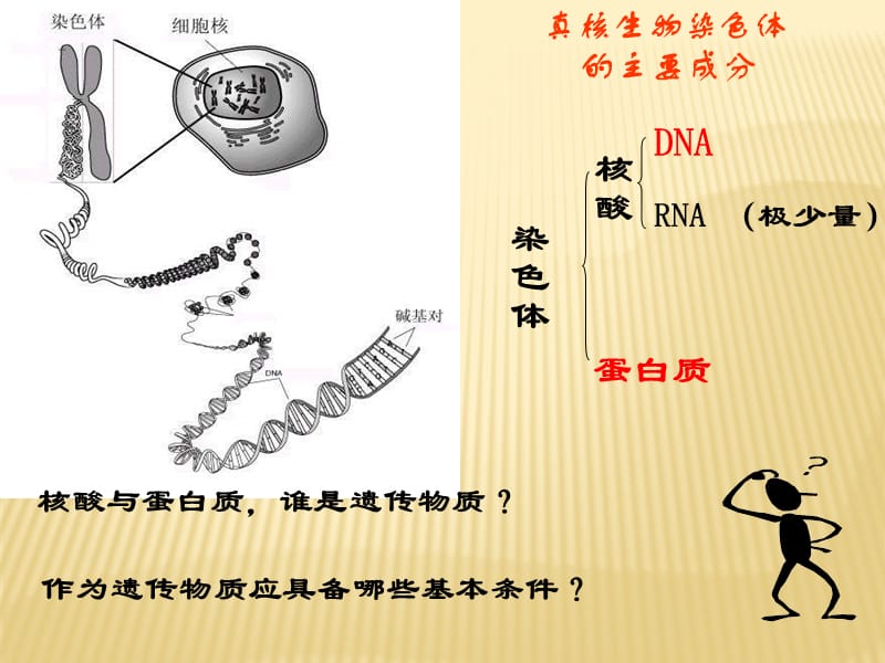 DNA是主要的遗传物质(教学课件).ppt_第3页