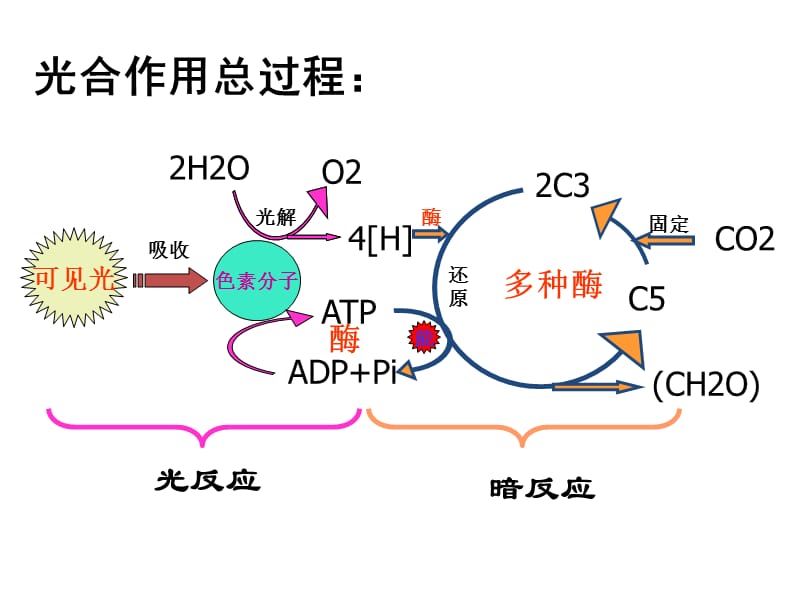 《光合作用流程图》PPT课件.ppt_第2页