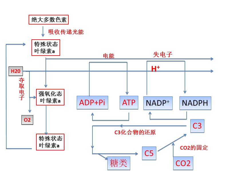 《光合作用流程图》PPT课件.ppt_第3页