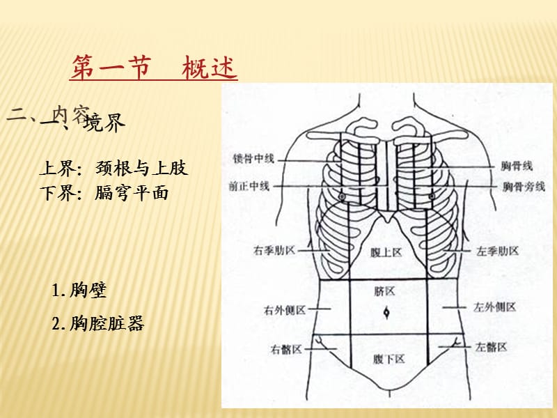 《断层解剖胸部》PPT课件.ppt_第3页