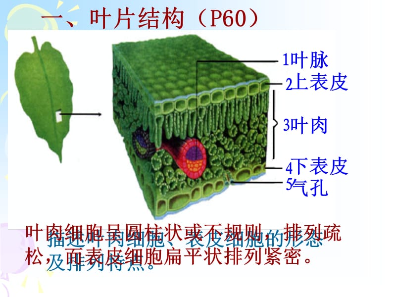 植物的三大生理作用课件.ppt_第2页