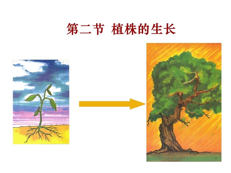 《植株的生長》PPT課件.ppt_第1頁