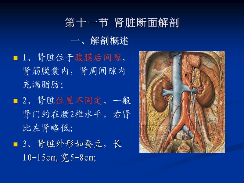 《影像解剖肾脏》PPT课件.ppt_第1页