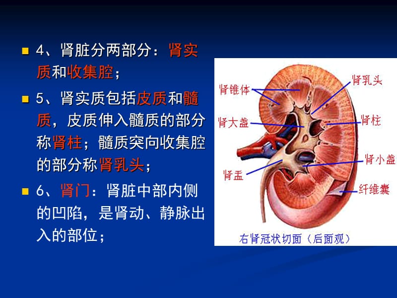 《影像解剖肾脏》PPT课件.ppt_第2页