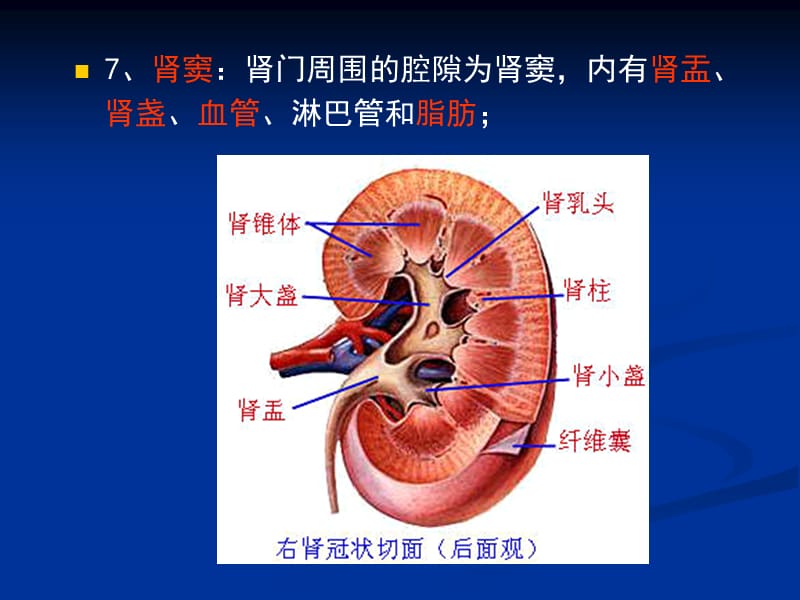 《影像解剖肾脏》PPT课件.ppt_第3页