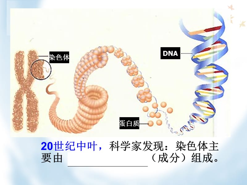 核酸是遗传物质的证据.ppt_第3页