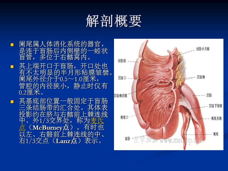 急性化脓性阑尾炎.ppt_第2页