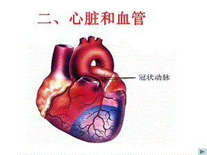 蘇教版科學(xué)五上《心臟與血液循環(huán)》PPT課件1.ppt