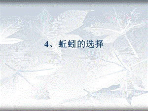 教科版科學(xué)五上《蚯蚓的選擇》PPT課件4.ppt