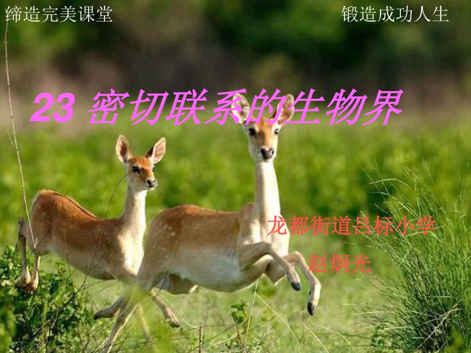 青島版科學(xué)六上《密切聯(lián)系的生物界》PPT課件6.ppt_第1頁(yè)