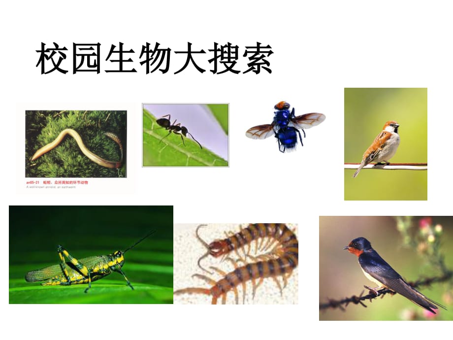 教科版科學(xué)六上4.1《校園生物大搜索》ppt課件2.ppt_第1頁(yè)