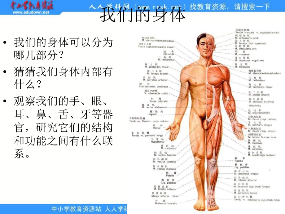 青島版科學(xué)五上《我們的身體》ppt課件1.ppt_第1頁