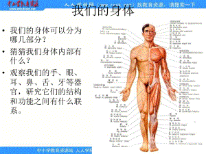 青島版科學(xué)五上《我們的身體》ppt課件1.ppt