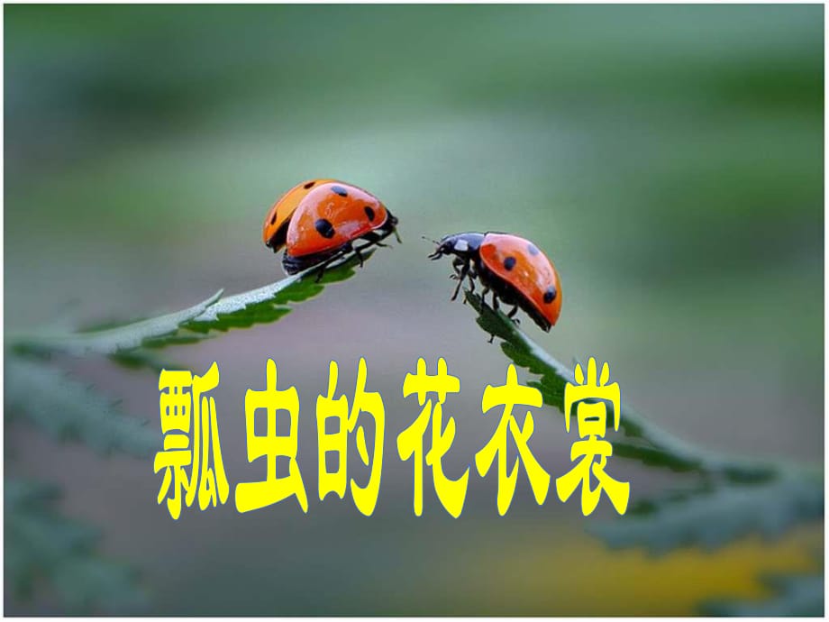 人教版美术一年级下册《瓢虫的花衣裳》PPT课件.ppt_第1页