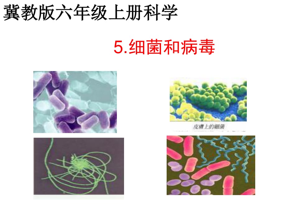 冀教版科學六上第5課《細菌和病毒》ppt課件1.ppt_第1頁