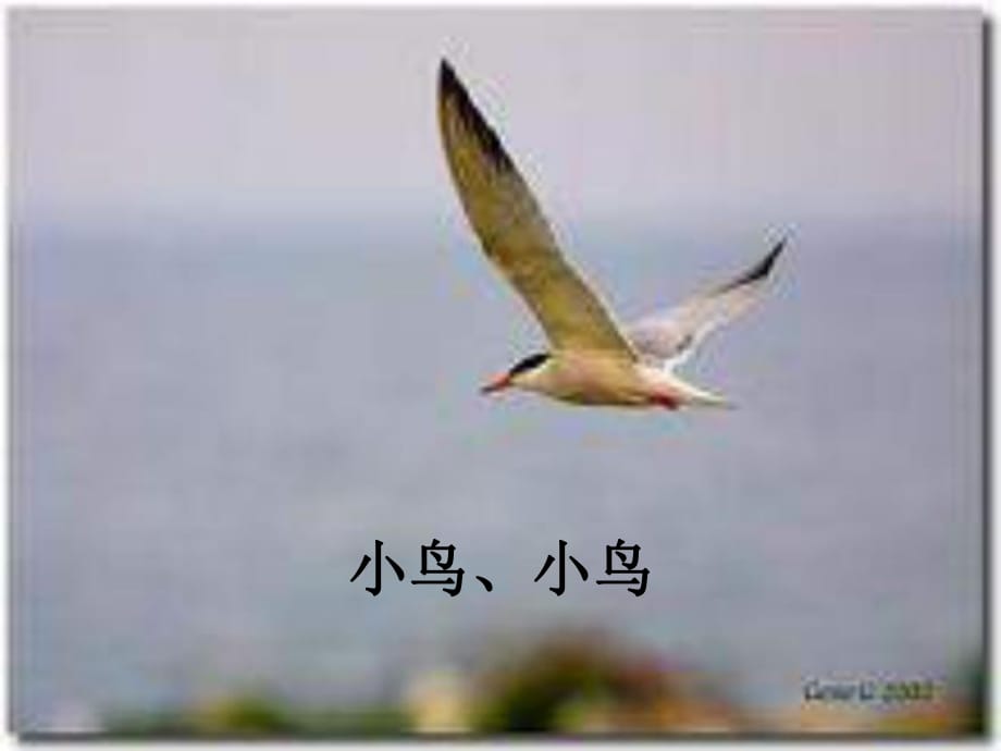 人音版音樂(lè)五下《小鳥(niǎo)小鳥(niǎo)》課件3.ppt_第1頁(yè)