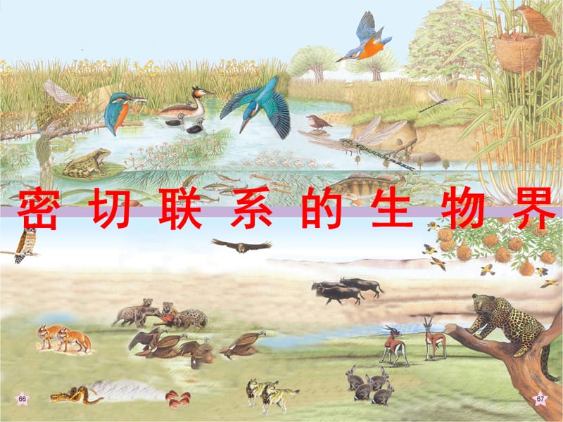 青島版科學(xué)六上《密切聯(lián)系的生物界》PPT課件16.ppt_第1頁