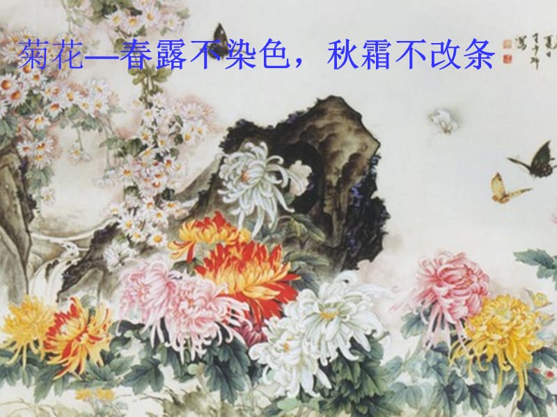 沪教版语文三上《菊花》ppt课件1.ppt_第3页