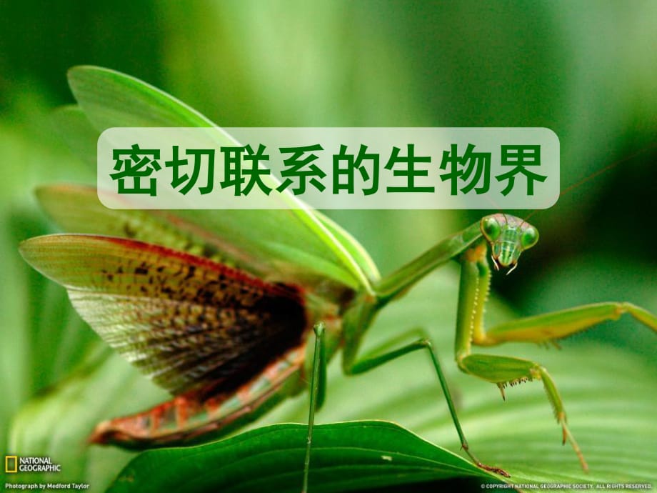 青島版科學六上《密切聯(lián)系的生物界》PPT課件7.ppt_第1頁