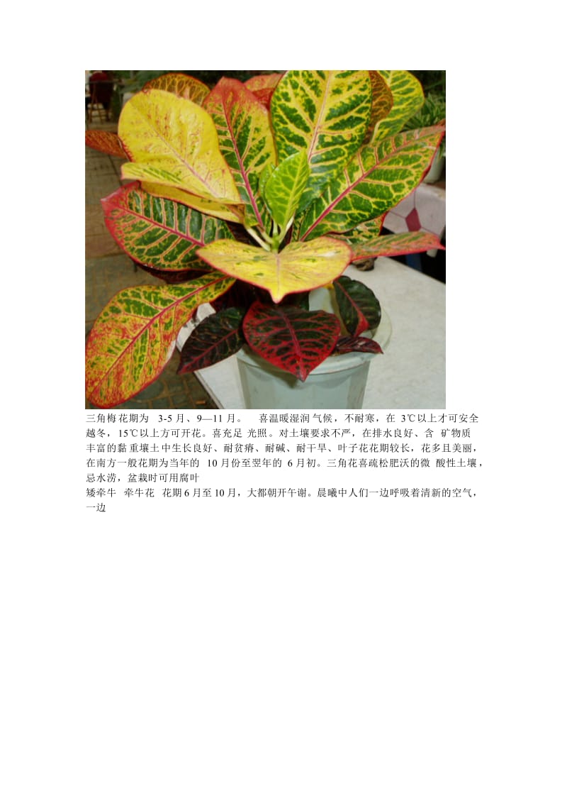 某屋顶花园植物种植设计说明书.doc_第3页