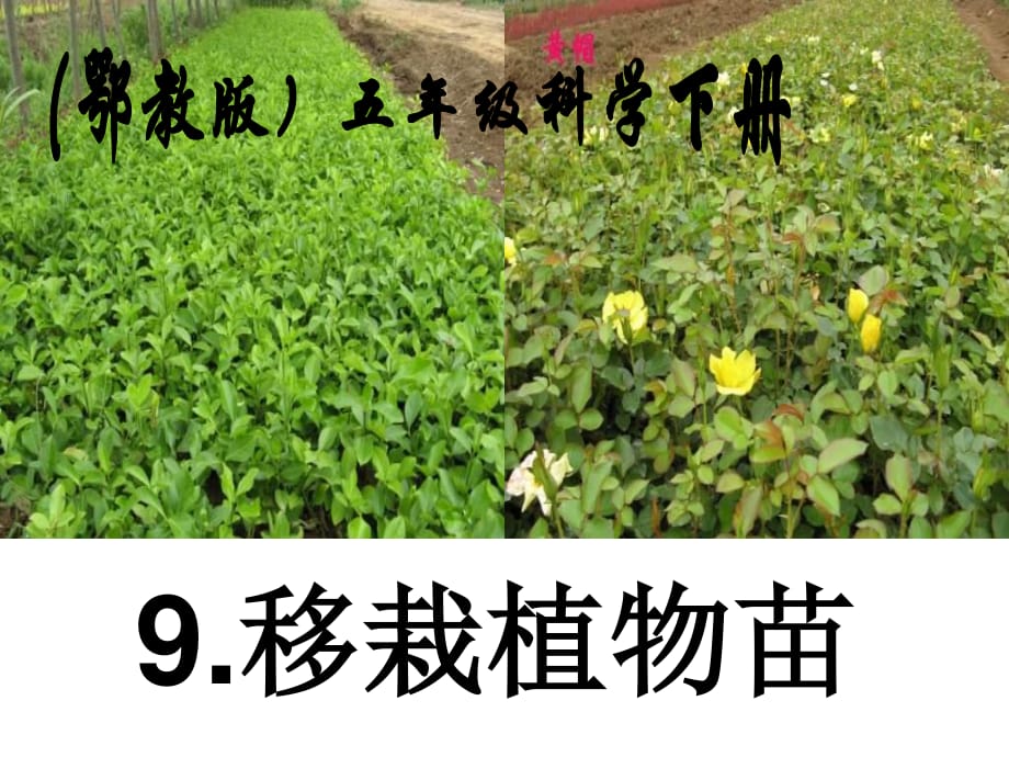 鄂教版科學(xué)五下《移栽植物苗》PPT課件.ppt_第1頁