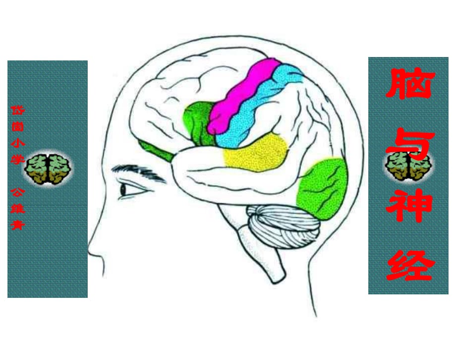 青島版科學(xué)五上第9課《腦與神經(jīng)》ppt課件1.ppt_第1頁