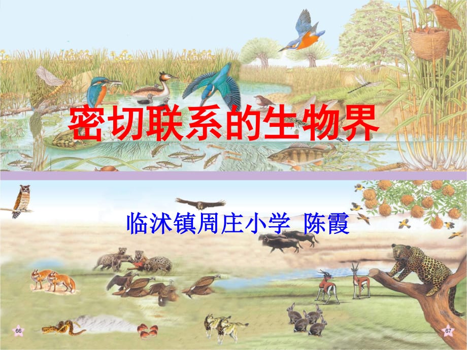 青島版科學(xué)六上《密切聯(lián)系的生物界》PPT課件11.ppt_第1頁