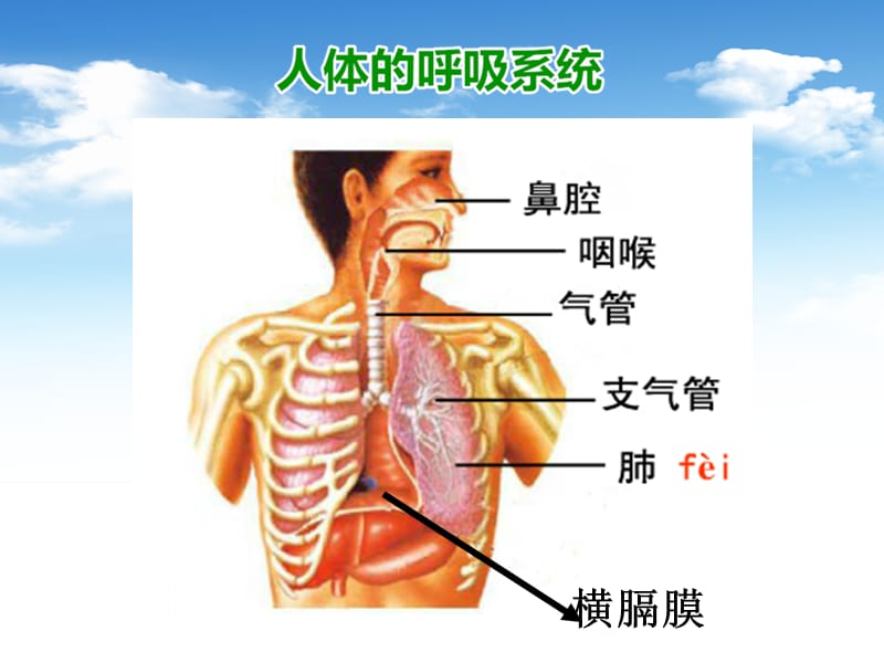 鄂教版科学四年级上册第19课《运动与呼吸》ppt课件3.ppt_第2页