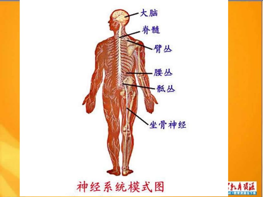 青島版科學(xué)五上《腦與神經(jīng)》ppt課件1.ppt_第1頁(yè)