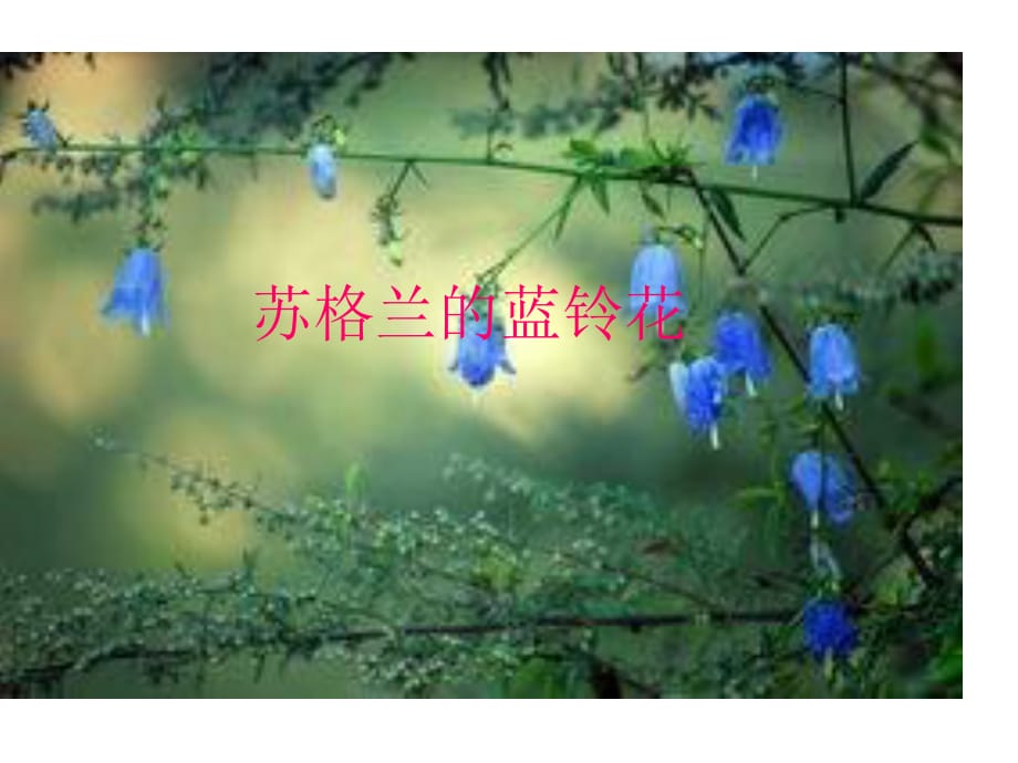 蘇少版音樂(lè)六上第七單元《蘇格蘭的藍(lán)鈴花》ppt課件1.ppt_第1頁(yè)