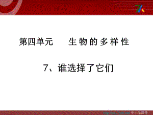 教科版科學(xué)六上4.7《誰(shuí)選擇了它們》ppt課件.ppt