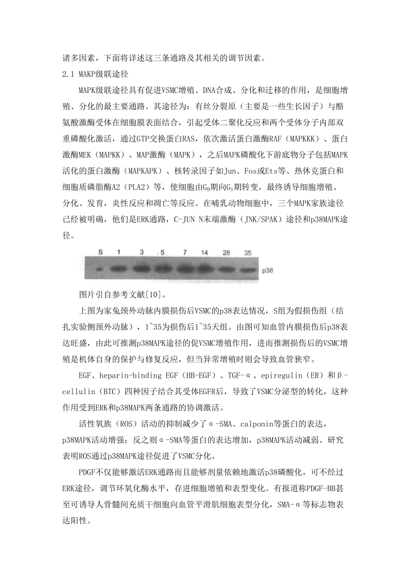 血管平滑肌细胞表型转换的机制.doc_第3页