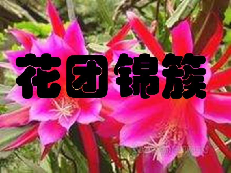 湘教版美術(shù)四下《花團(tuán)錦簇》PPT課件1.ppt_第1頁(yè)