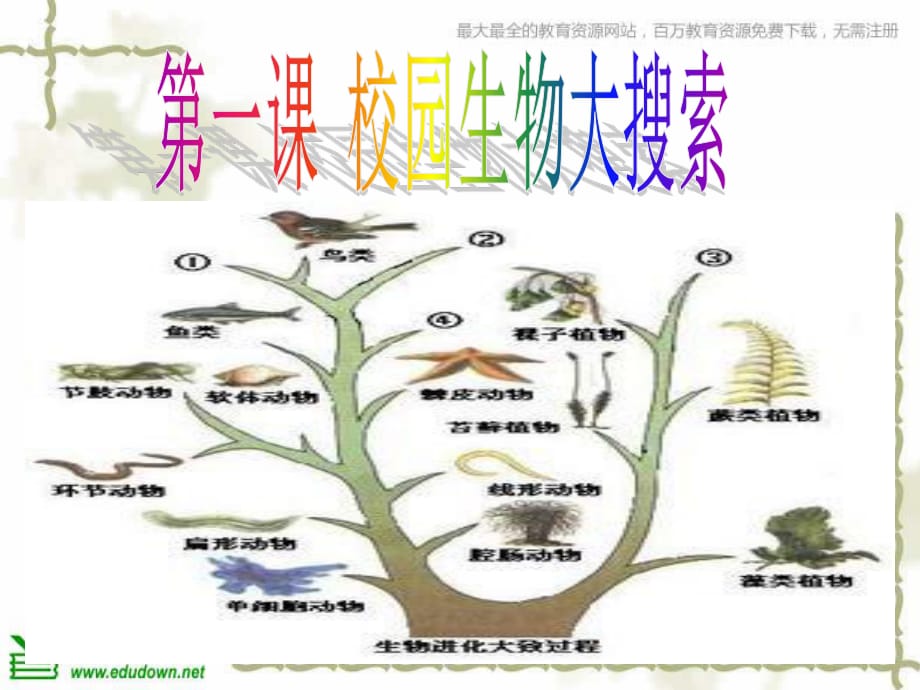 教科版科學(xué)六上《校園生物大搜索》PPT課件7.ppt_第1頁