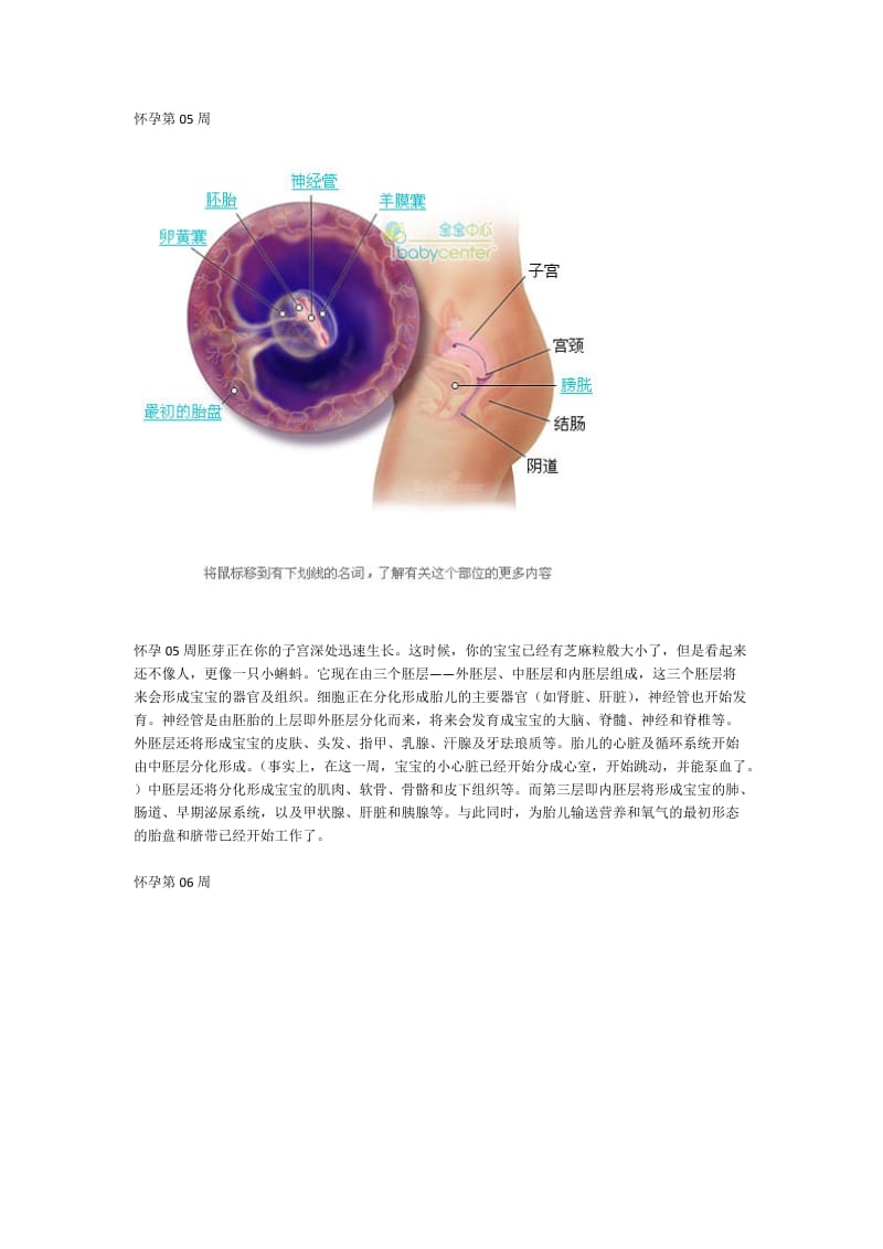 人体胚胎发育图解全过程.doc_第2页