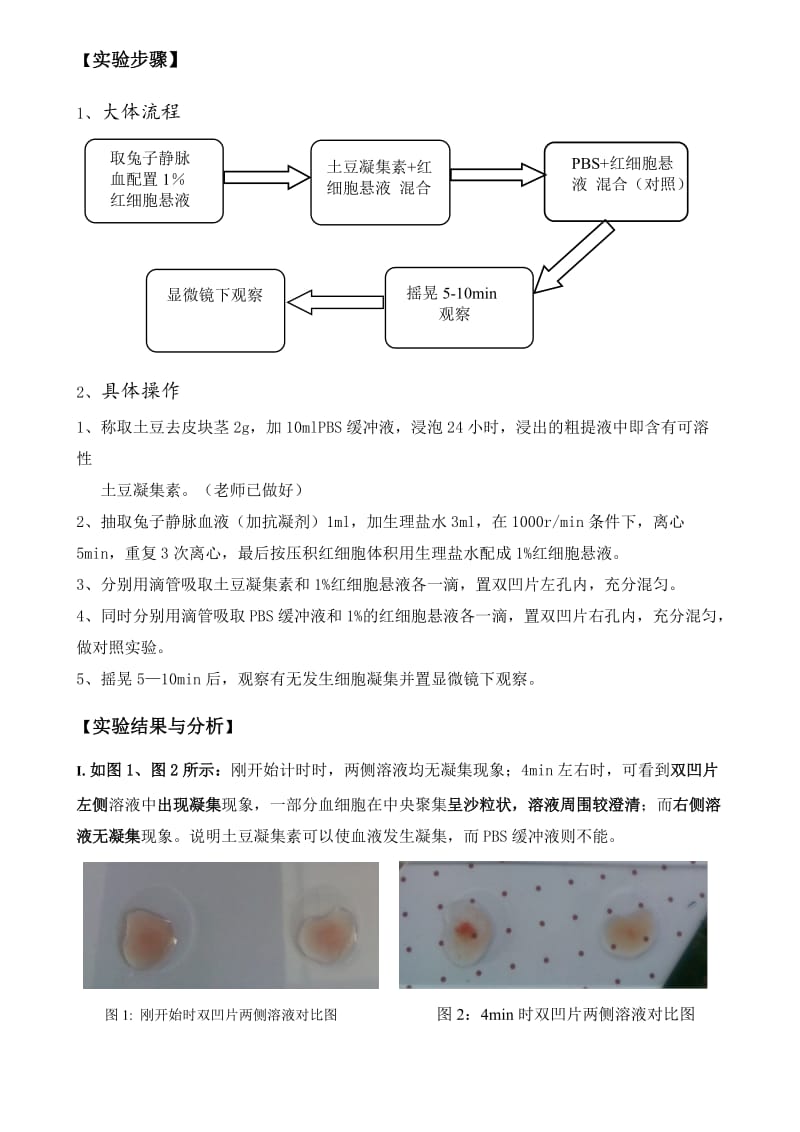 细胞凝集反应实验报告.doc_第3页