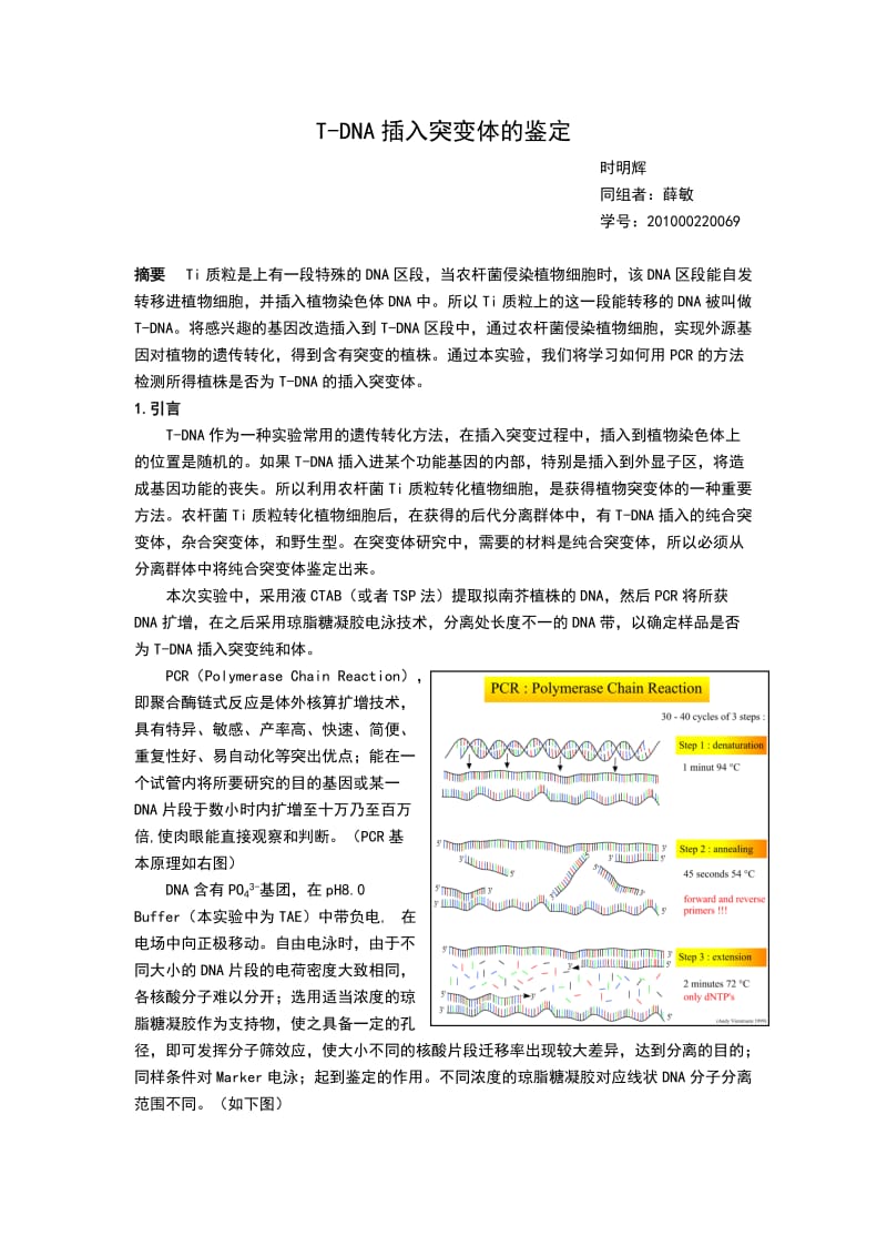 T-DNA插入鉴定实验报告.doc_第1页