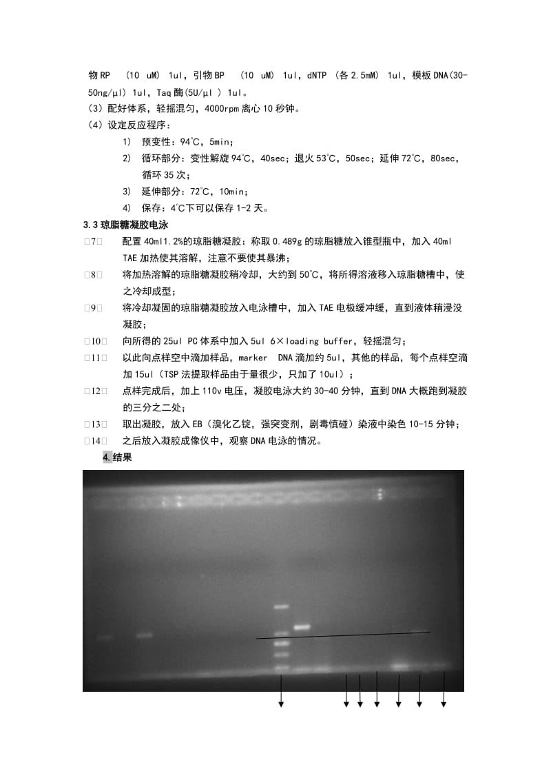 T-DNA插入鉴定实验报告.doc_第3页