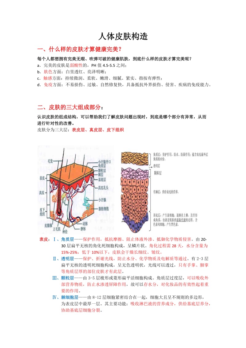 皮肤基础知识：皮肤构造.doc_第1页