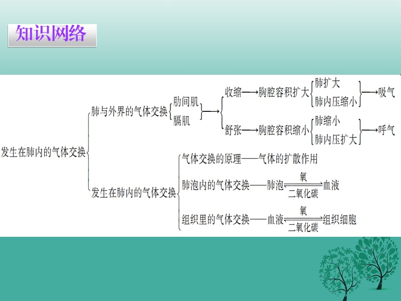 七年级生物下册 第三章 第二节 发生在肺内的气体交换课件 （新版）新人教版1.ppt_第2页