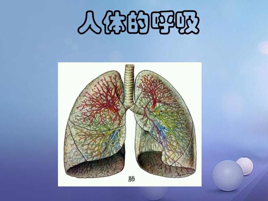 七年級生物下冊 第三章 人體的呼吸復(fù)習(xí)課件 （新版）新人教版.ppt_第1頁