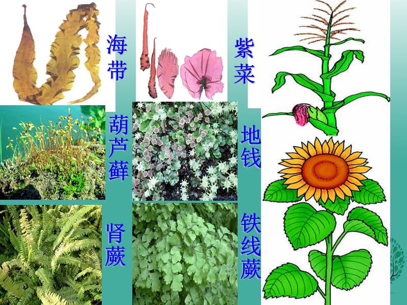 七年级生物上册 3_1_1 藻类 苔藓和蕨类植物课件 （新版）新人教版1.ppt_第1页