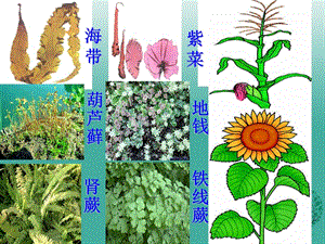 七年級(jí)生物上冊(cè) 3_1_1 藻類 苔蘚和蕨類植物課件 （新版）新人教版1.ppt