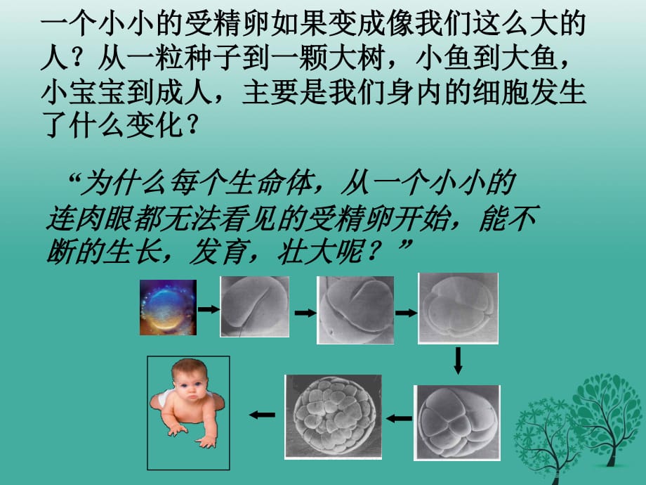 七年級(jí)生物上冊(cè) 第二單元 第二章 第一節(jié) 細(xì)胞通過(guò)分裂產(chǎn)生新細(xì)胞課件2 （新版）新人教版.ppt_第1頁(yè)